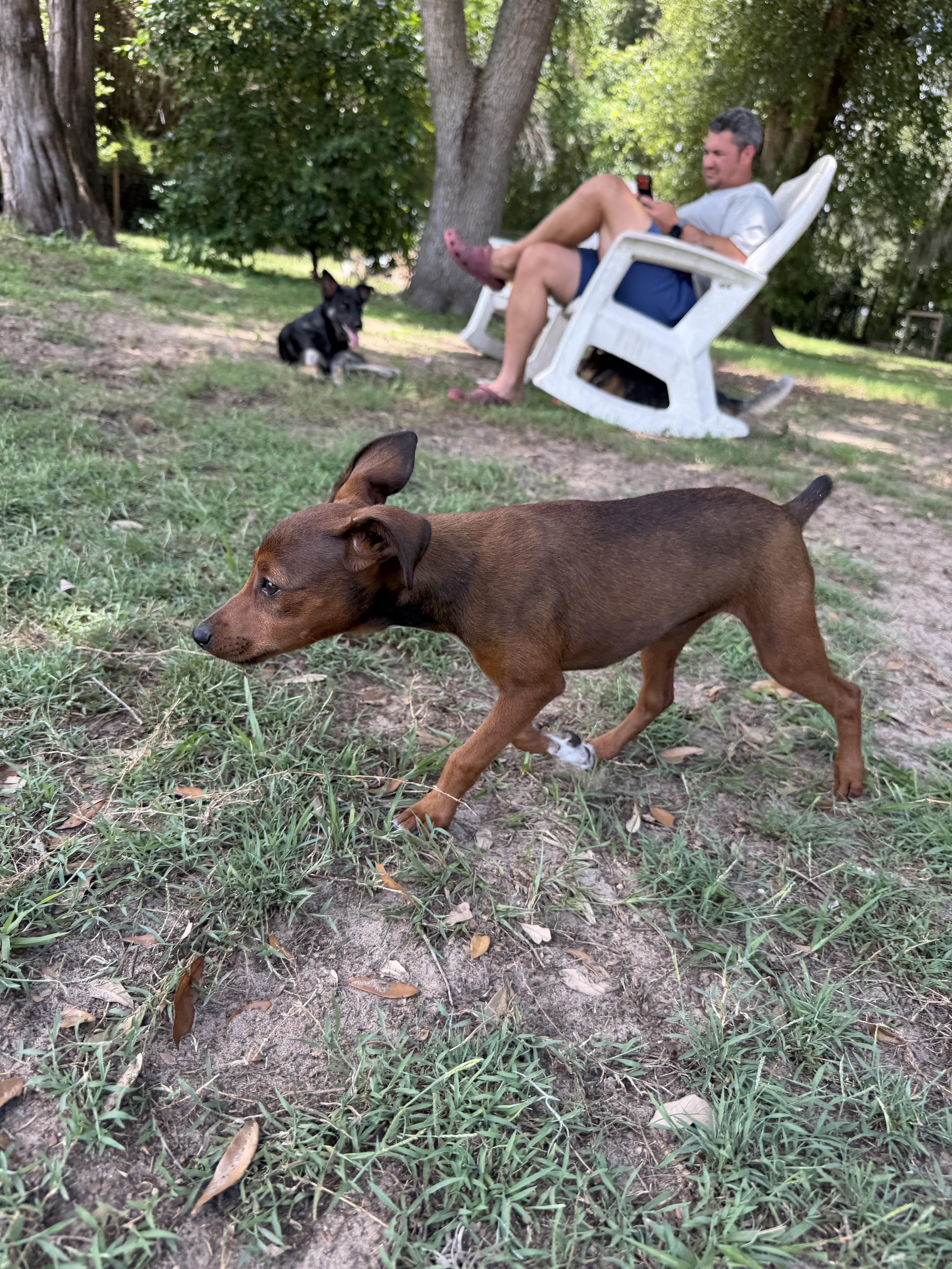 A baby small-sized female Miniature Pinscher dog named Pixie for adoption in Bradenton, FL