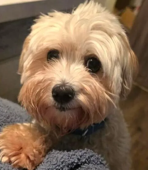 An adult small-sized male Poodle dog named Sterling for adoption in Dallas, TX