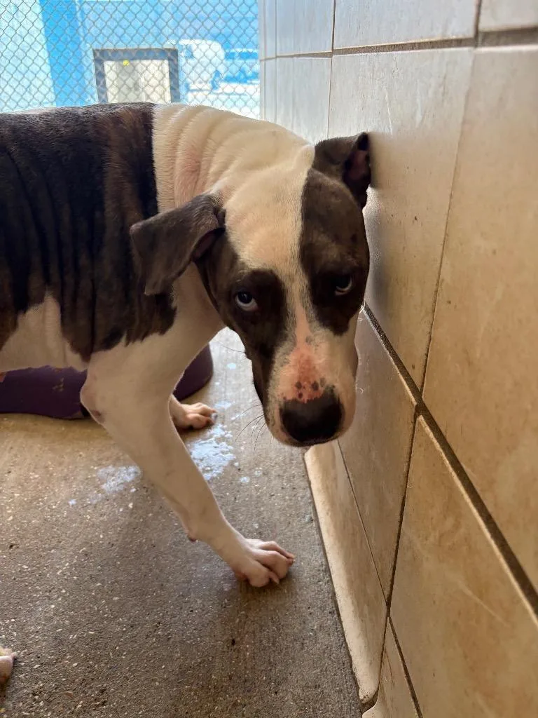 A young large-sized female Mixed Breed dog named Stella Rose for adoption in Bossier City, LA