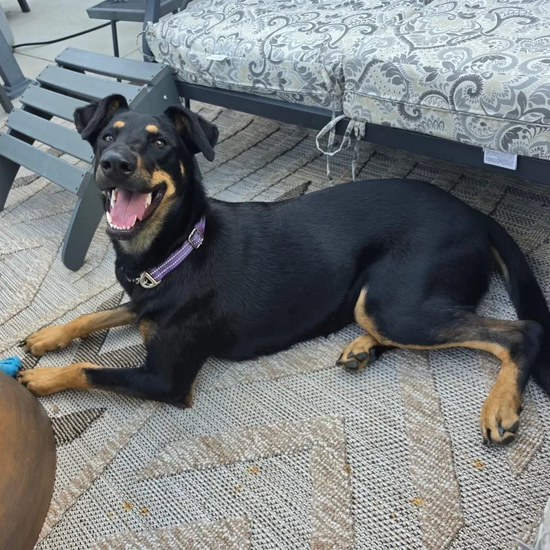 Josie