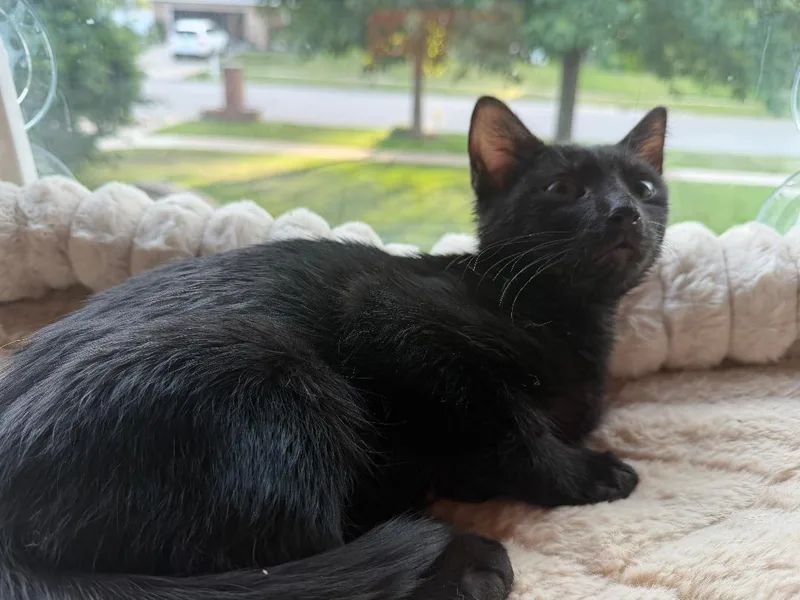 A baby medium-sized male Black Domestic Short Hair cat named Flynn Rider for adoption in Mokena, IL