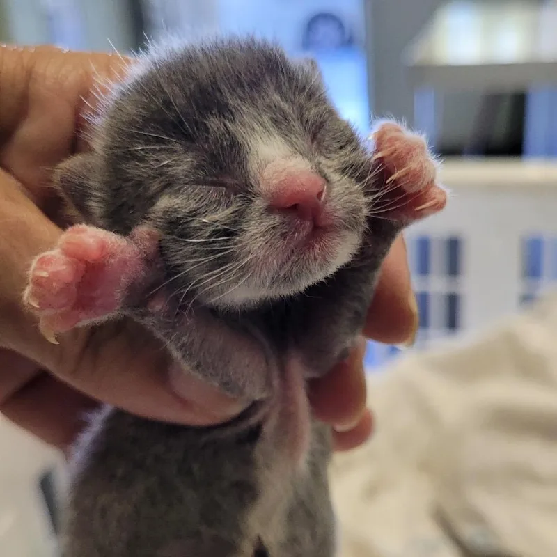 A baby small-sized male Gray / Blue / Silver Domestic Short Hair cat named Holmes for adoption in Los Angeles, CA