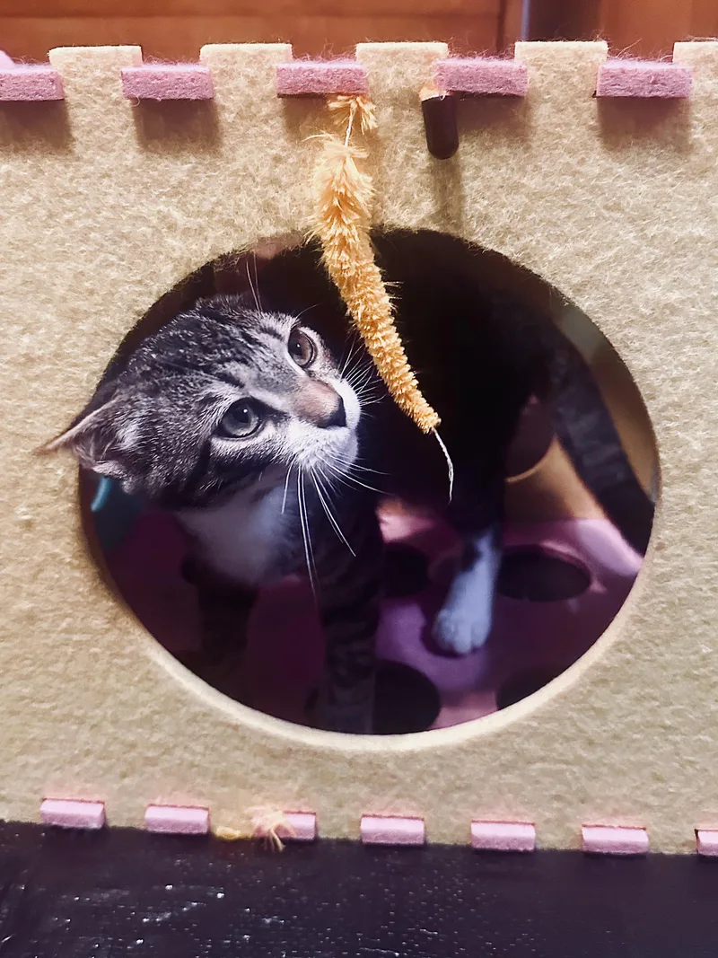 A baby large-sized male Tabby (Buff / Tan / Fawn) Domestic Short Hair cat named Rj for adoption in Watkinsville, GA