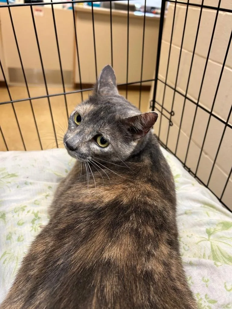 An adult large-sized female Calico cat named Danika for adoption in Nacogdoches, TX