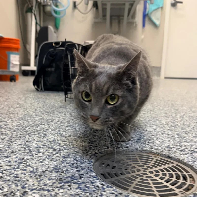 A senior large-sized male Gray / Blue / Silver Domestic Short Hair cat named Tobias for adoption in Great Falls, MT