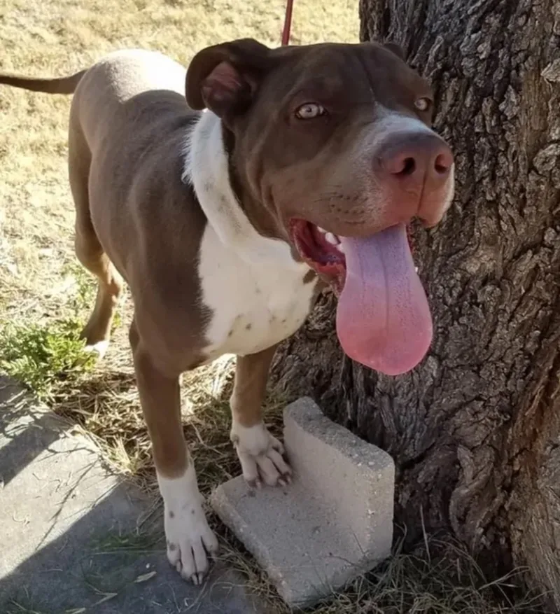 An adult medium-sized male American Staffordshire Terrier dog named Kermit for adoption in Canyon, TX