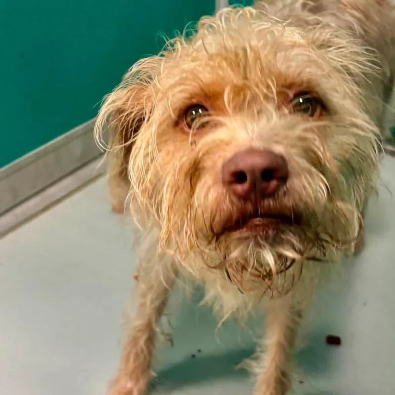 A young medium-sized female White / Cream Cairn Terrier dog named Cora for adoption in Goltry, OK