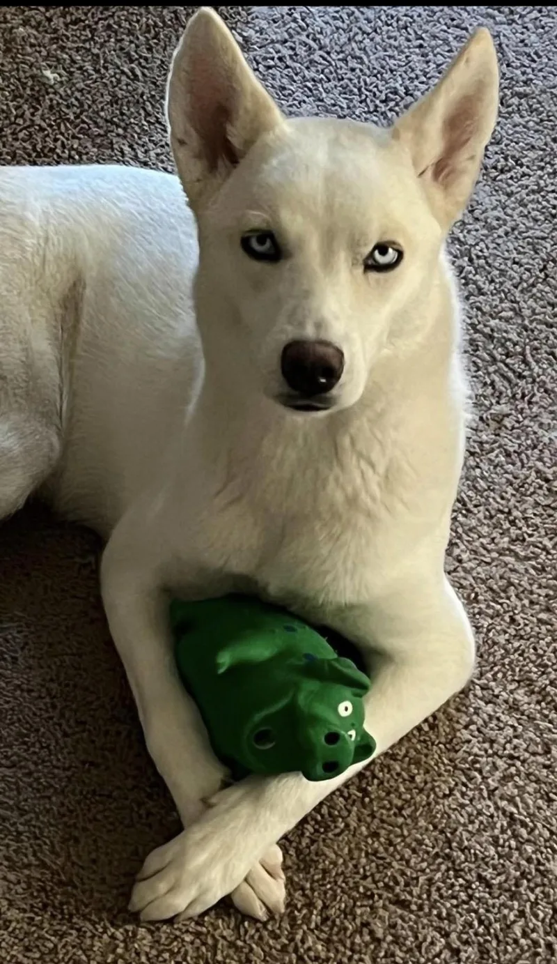 An adult medium-sized female Husky dog named Athena for adoption in Richmond, TX