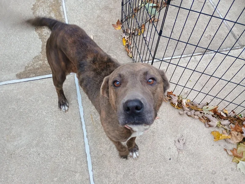 An adult medium-sized female Brindle Mountain Cur dog named Sabrina [longest Resident] for adoption in Willoughby, OH