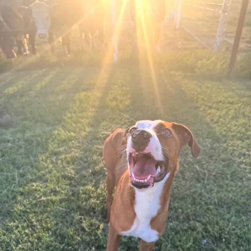 A baby medium-sized male Boxer dog named Bull for adoption in Georgetown, TX