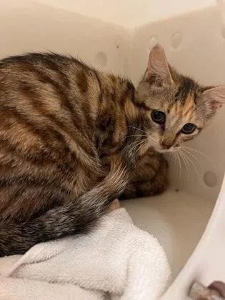 A baby small-sized female Domestic Short Hair cat named Trinity for adoption in Honolulu, HI