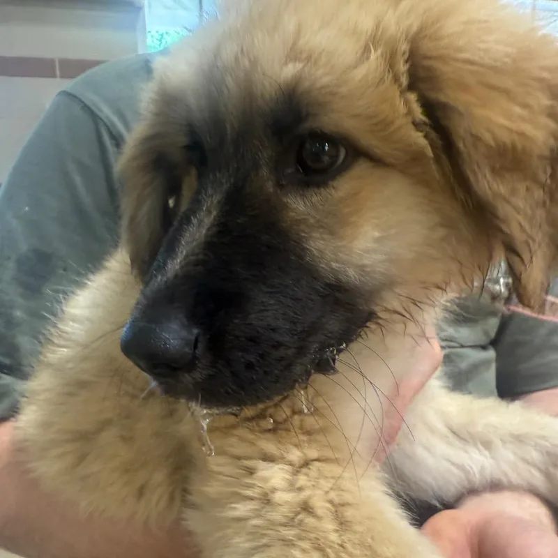 A baby large-sized female Yellow / Tan / Blond / Fawn Mixed Breed dog named Toast for adoption in Winston-Salem, NC