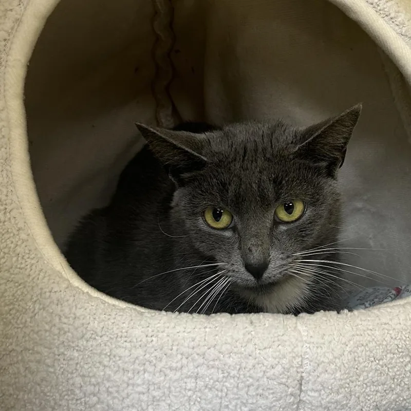 Lauretta thumbnail 3