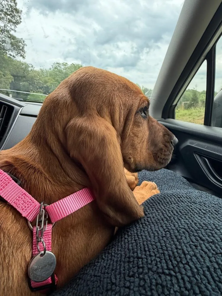 A baby large-sized female Red / Chestnut / Orange Bloodhound dog named Opal for adoption in Troy, VA