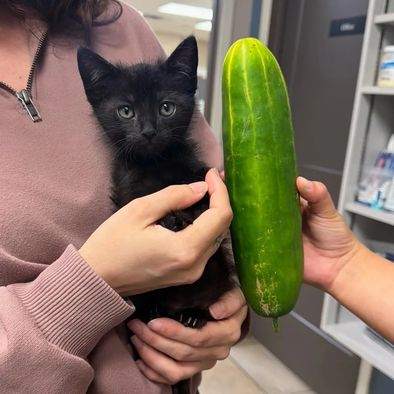 A baby small-sized female Black Domestic Short Hair cat named Hop Along for adoption in Austin, TX
