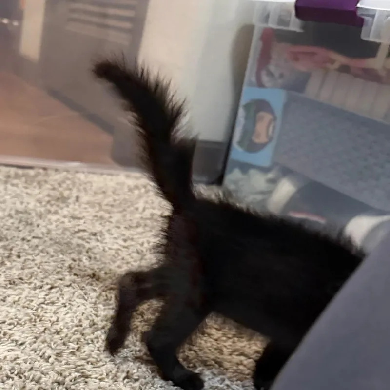 Hop Along thumbnail 4
