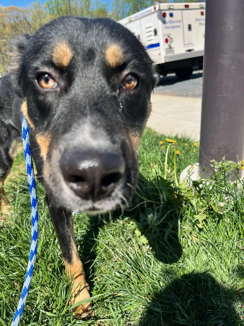 A young medium-sized male Tricolor (Brown, Black, & White) Shepherd dog named Max for adoption in Manassas, VA