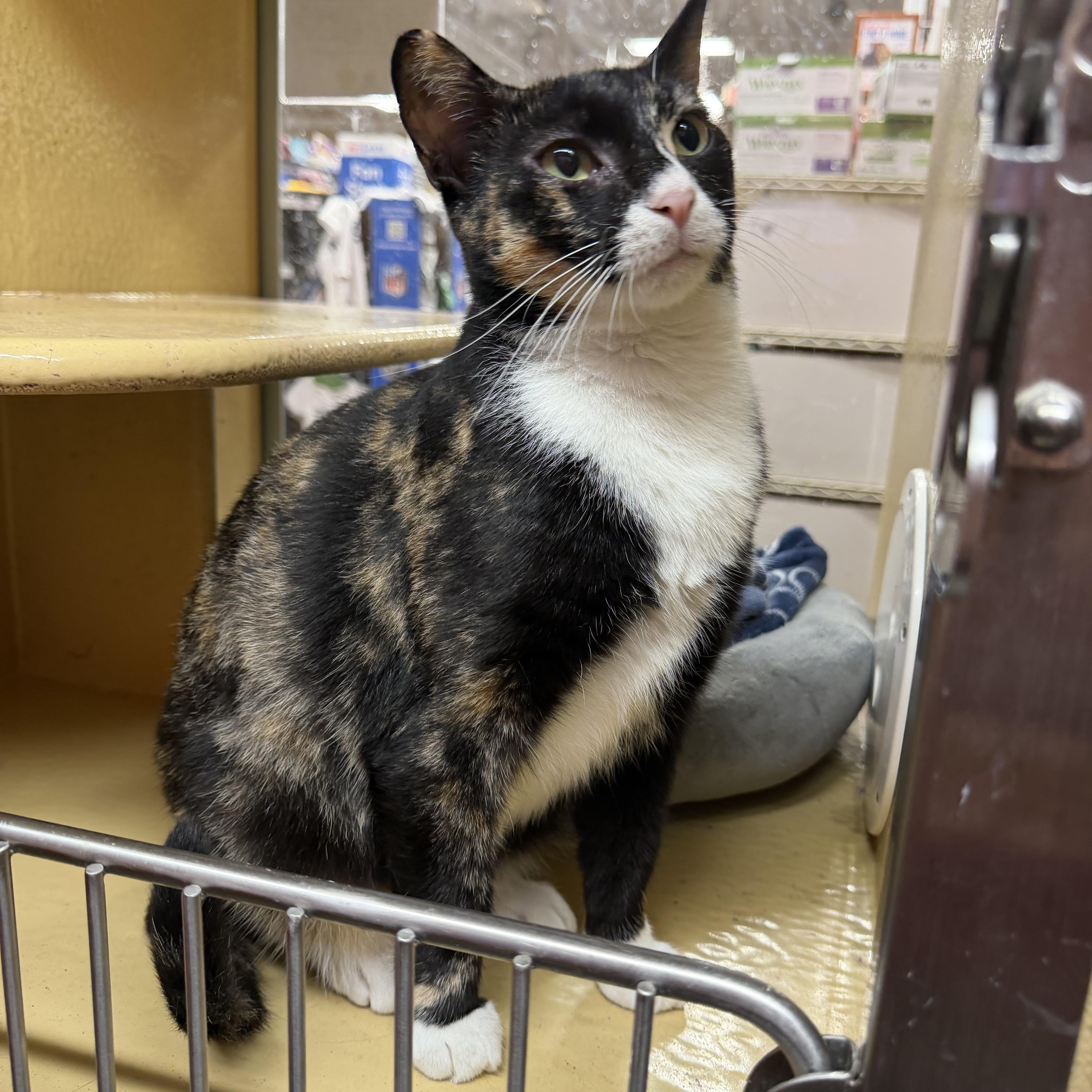 A young medium-sized female Calico cat named Adeline for adoption in Bell Gardens, CA