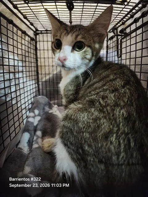 A baby small-sized male Domestic Short Hair cat named Minx for adoption in San Antonio, TX