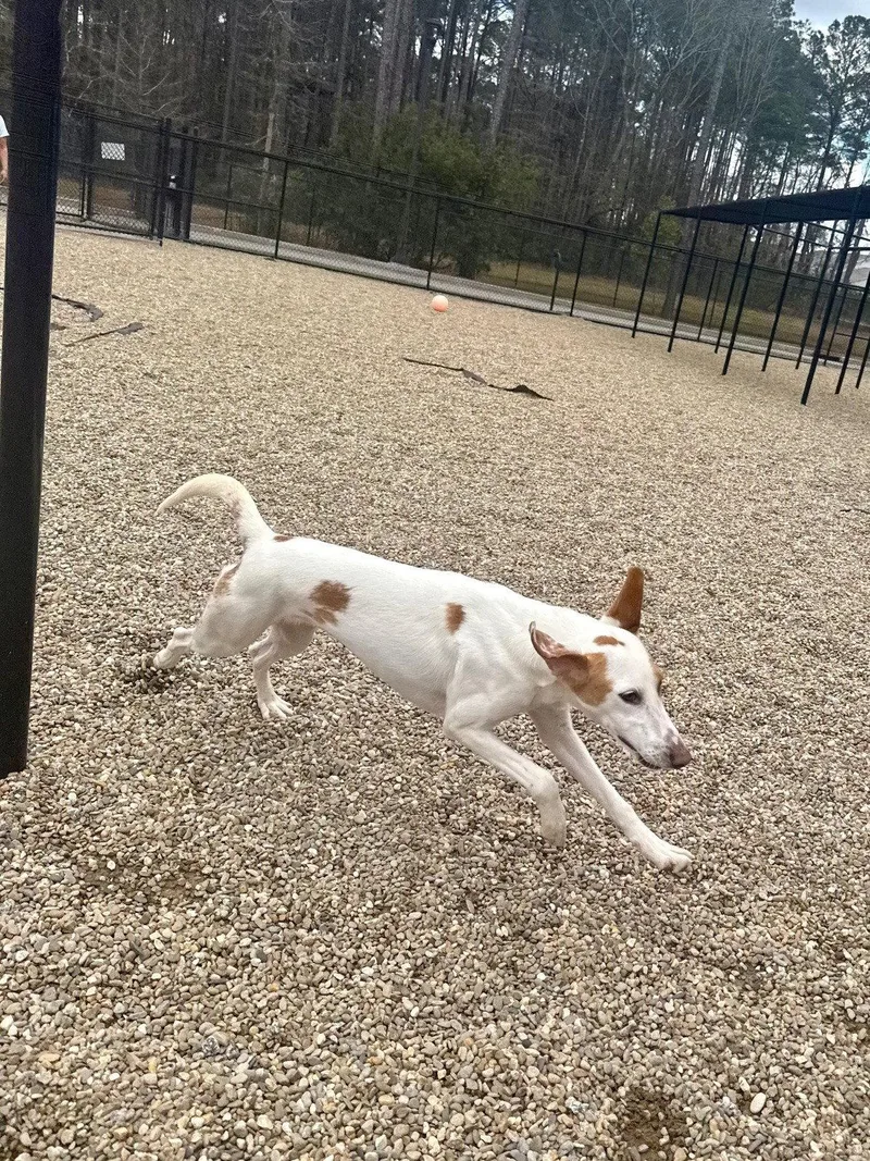 An adult medium-sized female Hound dog named Daisy for adoption in Hilton Head Island, SC