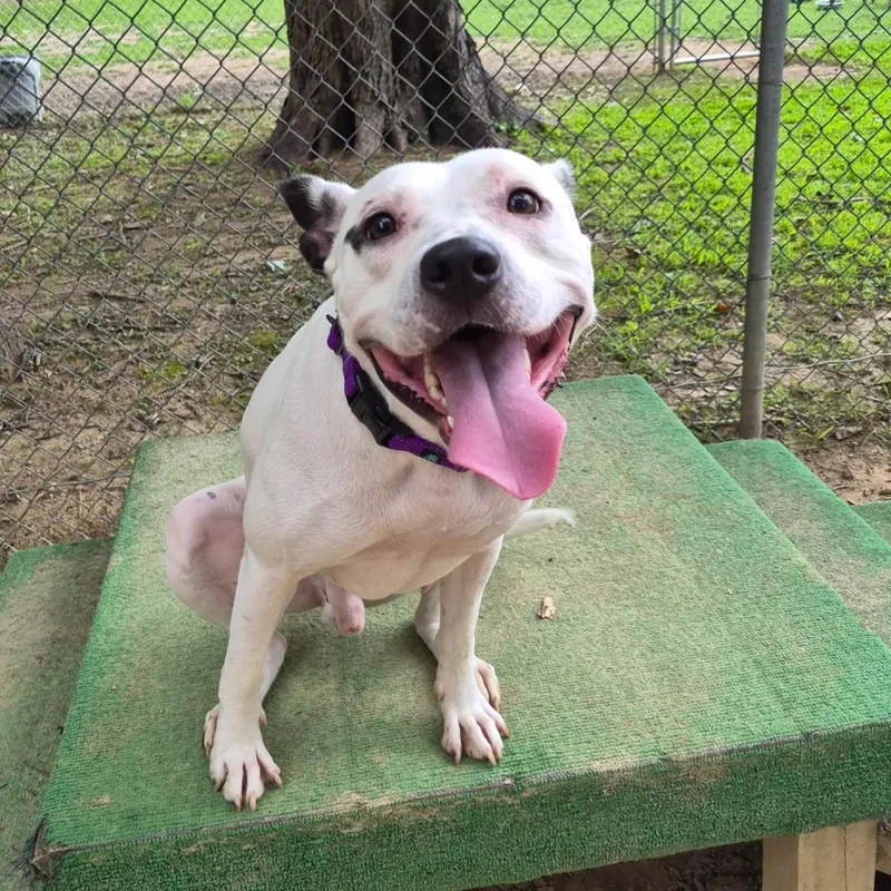 An adult medium-sized male Pit Bull Terrier dog named Miles for adoption in Reisterstown, MD