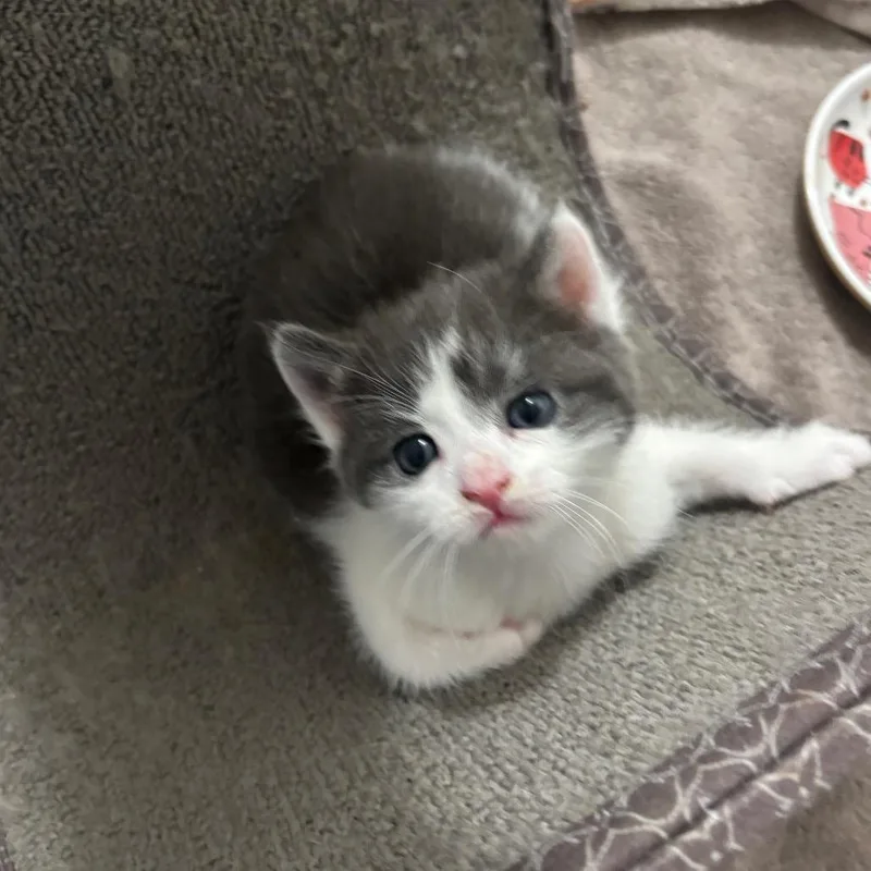 A baby small-sized female Gray / Blue / Silver Domestic Short Hair cat named Evelina for adoption in Middle Village, NY