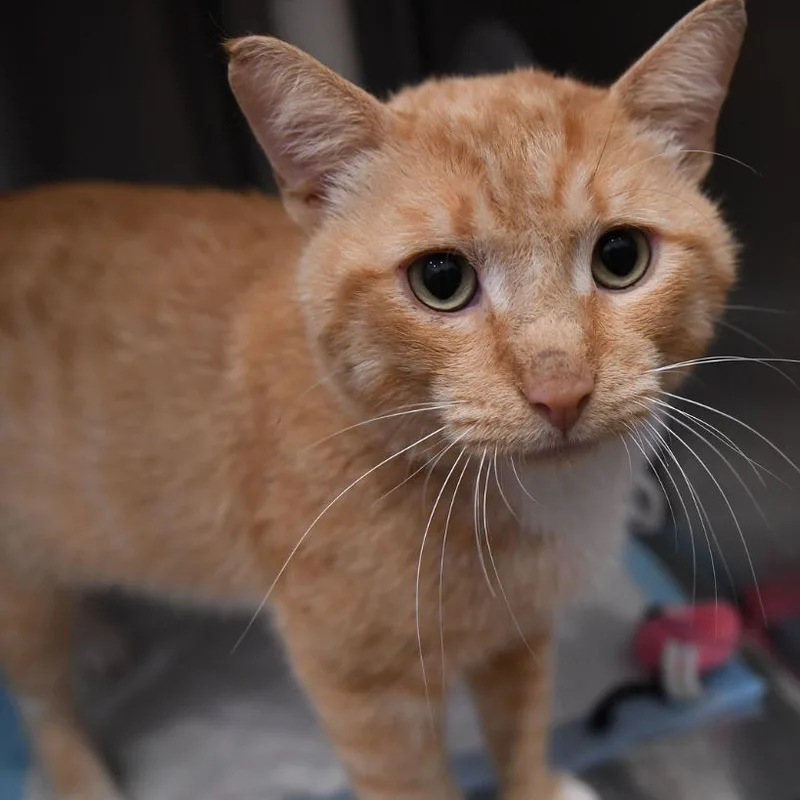 An adult medium-sized male Orange / Red Domestic Short Hair cat named Thomas O'Malley for adoption in Evanston, IL