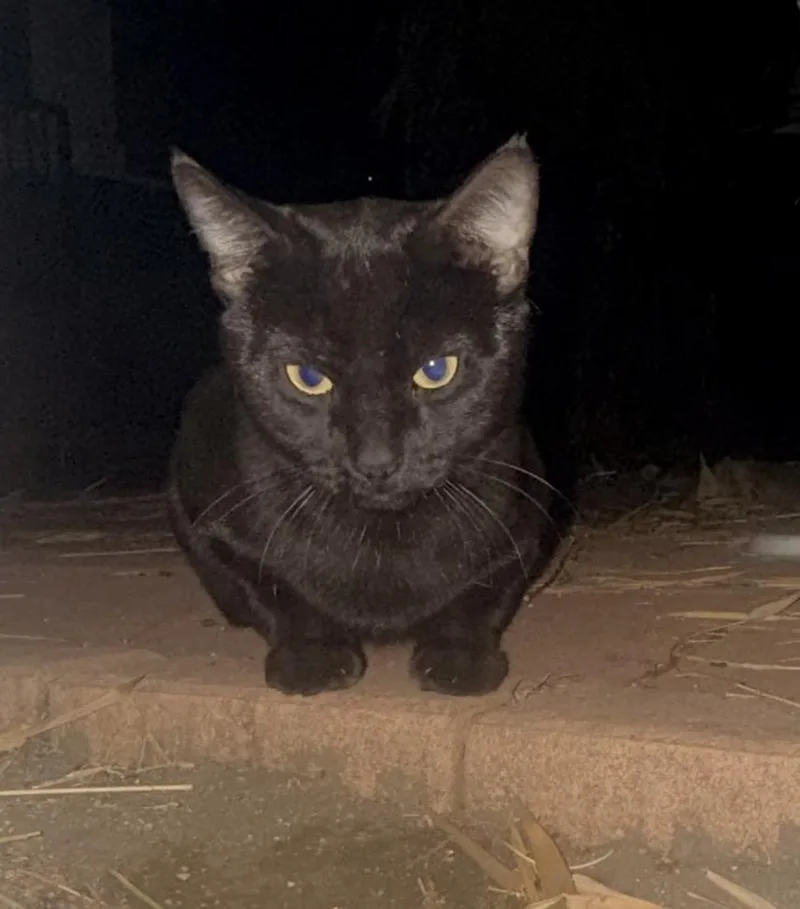 A young medium-sized male Black Bombay cat named Henry for adoption in Los Angeles, CA