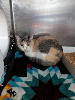 A baby small-sized female Gray / Blue / Silver Domestic Short Hair cat named 61762420 for adoption in El Paso, TX