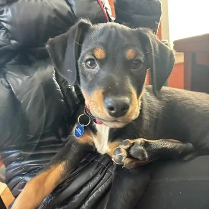 A baby small-sized male Border Collie dog named Einstein for adoption in Merriam, KS
