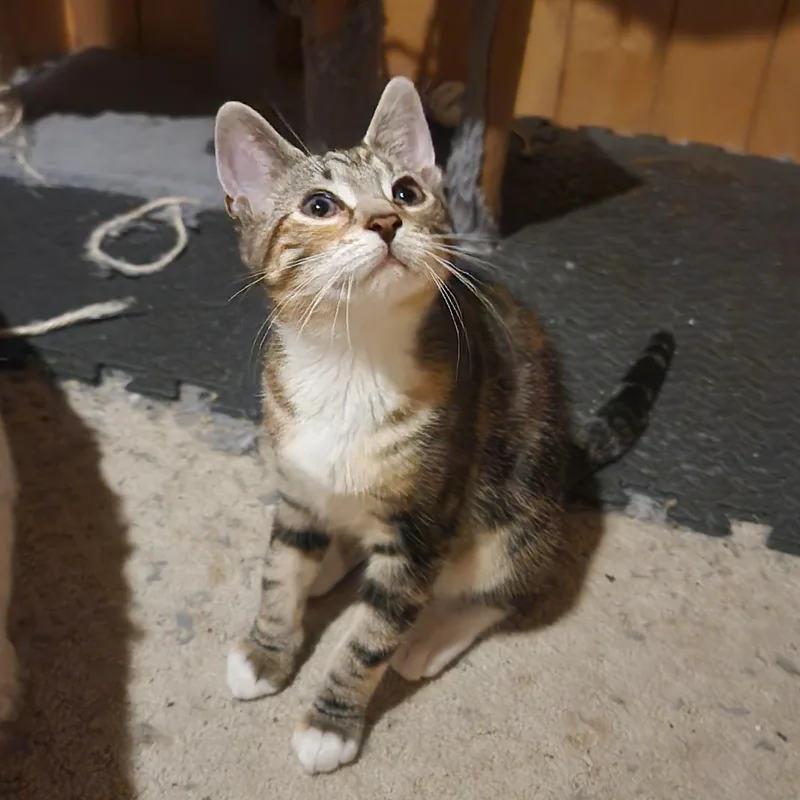 A baby medium-sized female Domestic Short Hair cat named Silver & Sapphire for adoption in Mayfield, NY
