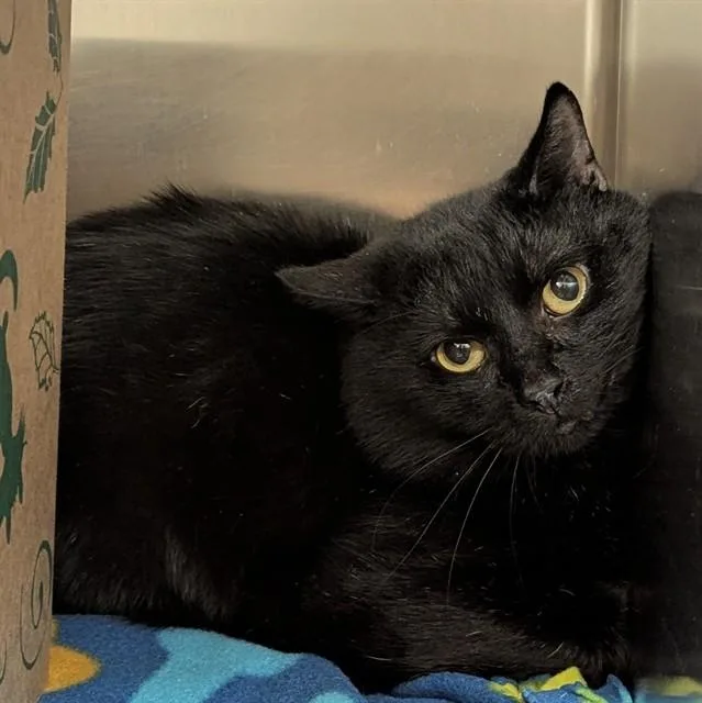 An adult large-sized male Domestic Short Hair cat named Tiger for adoption in Olivette, MO