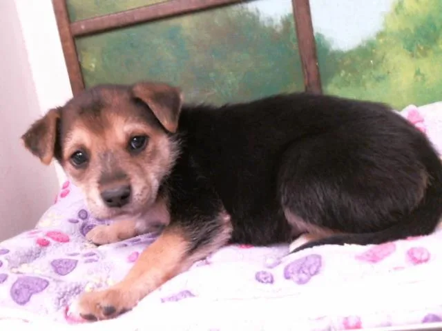 A baby small-sized male German Shepherd Dog dog named Harpo for adoption in Houston, TX