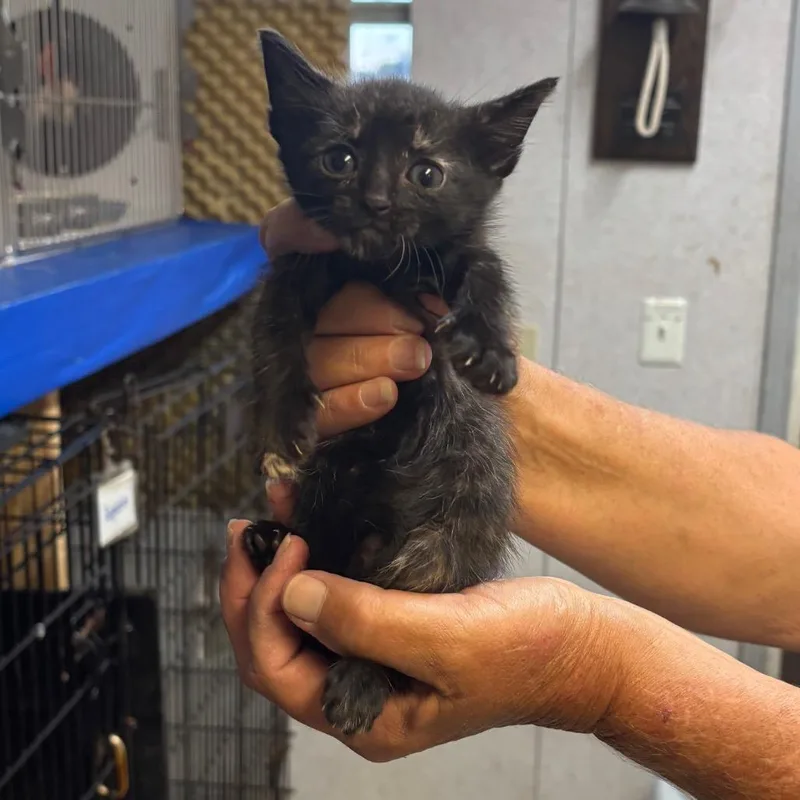 A baby small-sized female Tortoiseshell Domestic Short Hair cat named Derbie for adoption in Hinesville, GA