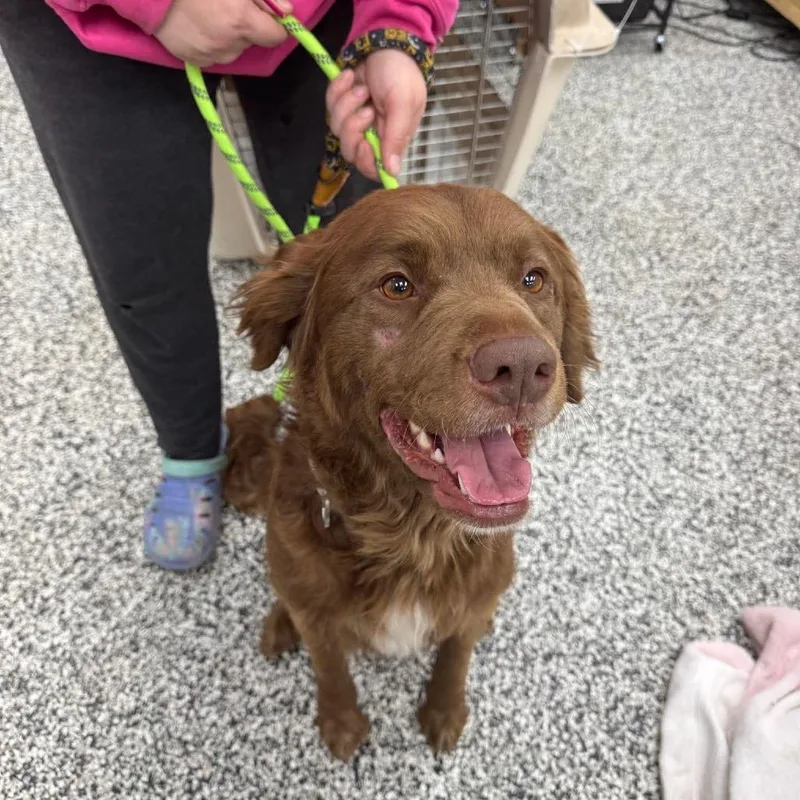 An adult medium-sized female Brown / Chocolate Mixed Breed dog named Cadbury for adoption in Fredericksburg, VA