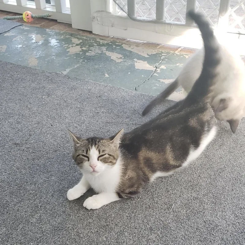 An adult medium-sized female Domestic Short Hair cat named Mei Mei for adoption in Aylett, VA
