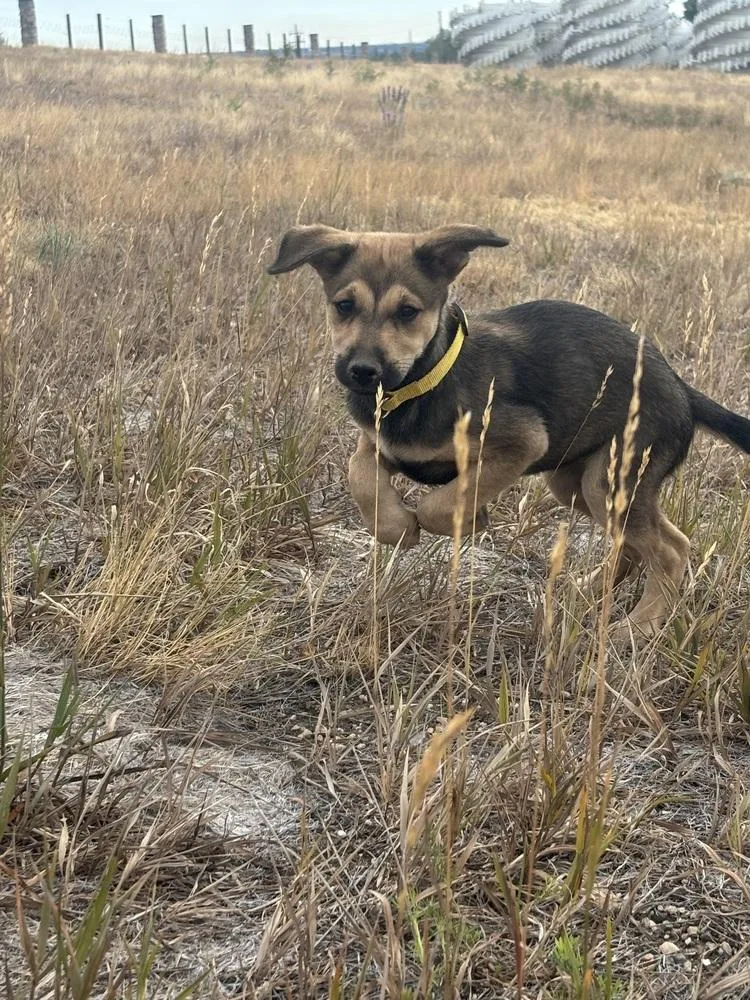 A baby medium-sized female Shepherd dog named Taffy for adoption in Thornton, CO