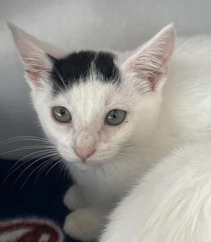 A baby small-sized female Domestic Short Hair cat named Alice for adoption in Westland, MI