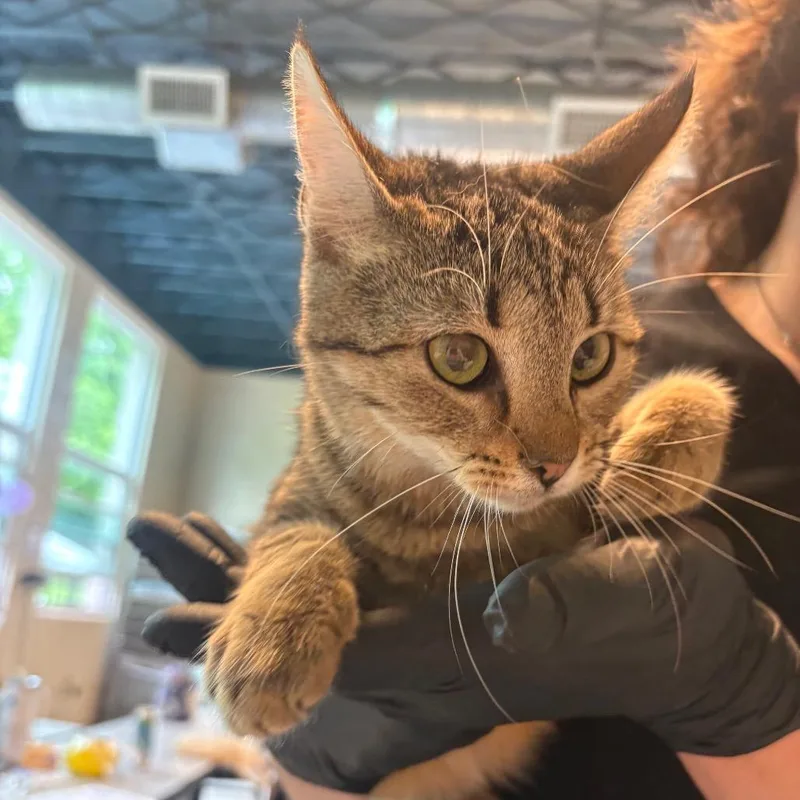 A baby small-sized female Brown / Chocolate Domestic Short Hair cat named Tiny for adoption in Huntington, WV