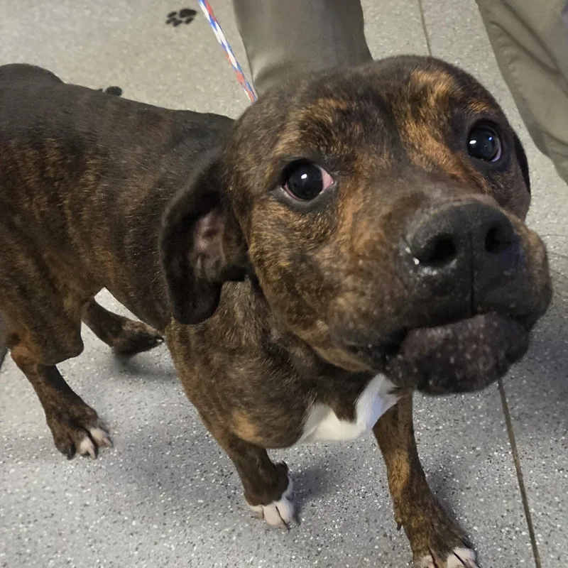 A young medium-sized male Brindle Boxer dog named Derby for adoption in Watertown, NY