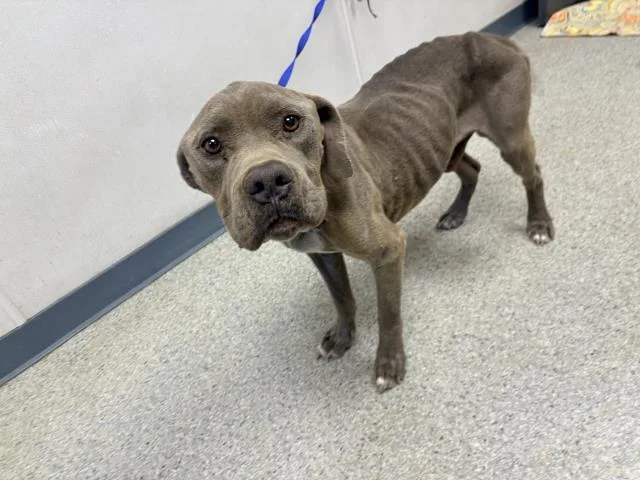 An adult large-sized male Pit Bull Terrier dog named Smokey for adoption in Visalia, CA