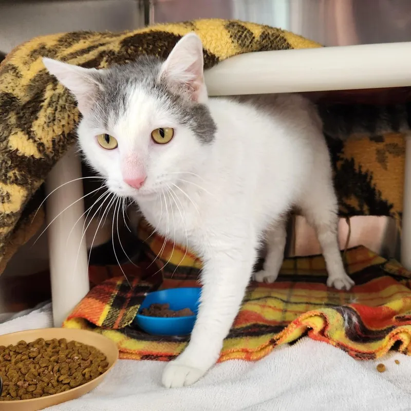 Beethoven thumbnail 2