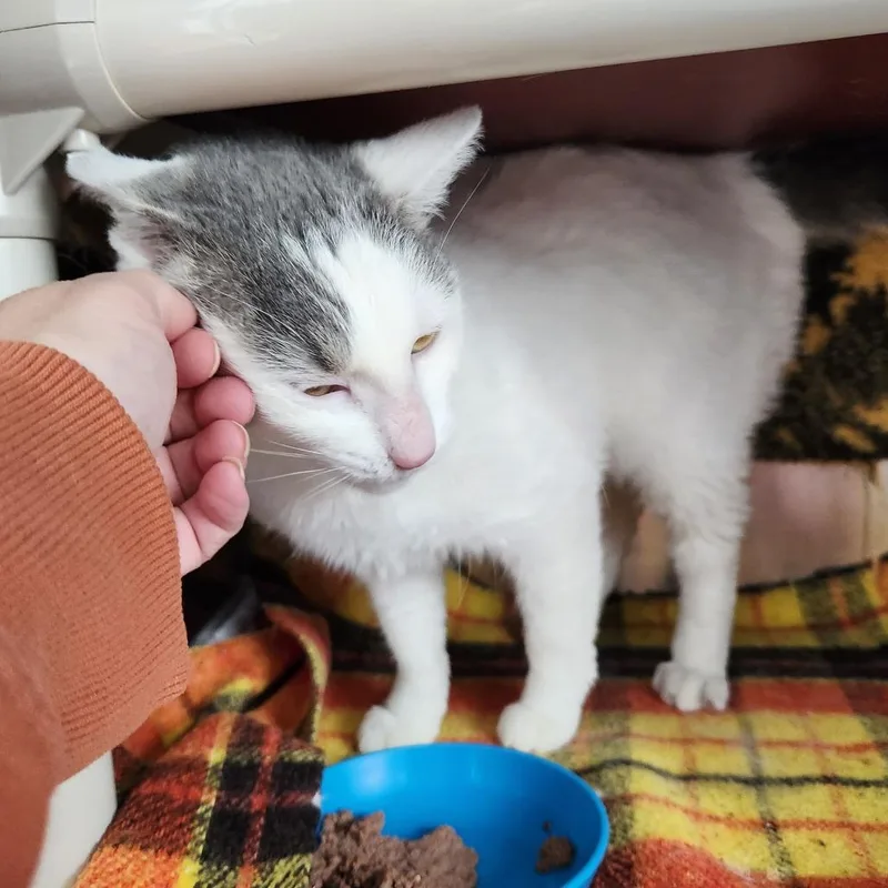 Beethoven thumbnail 5