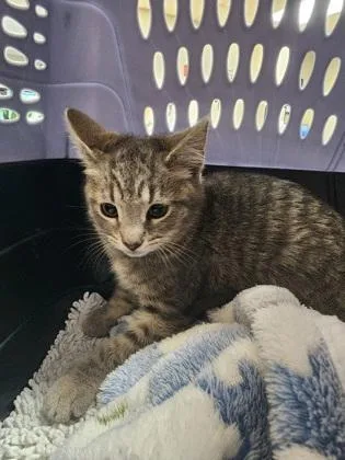 A baby small-sized male Domestic Short Hair cat named Grayson $ for adoption in Seneca, SC