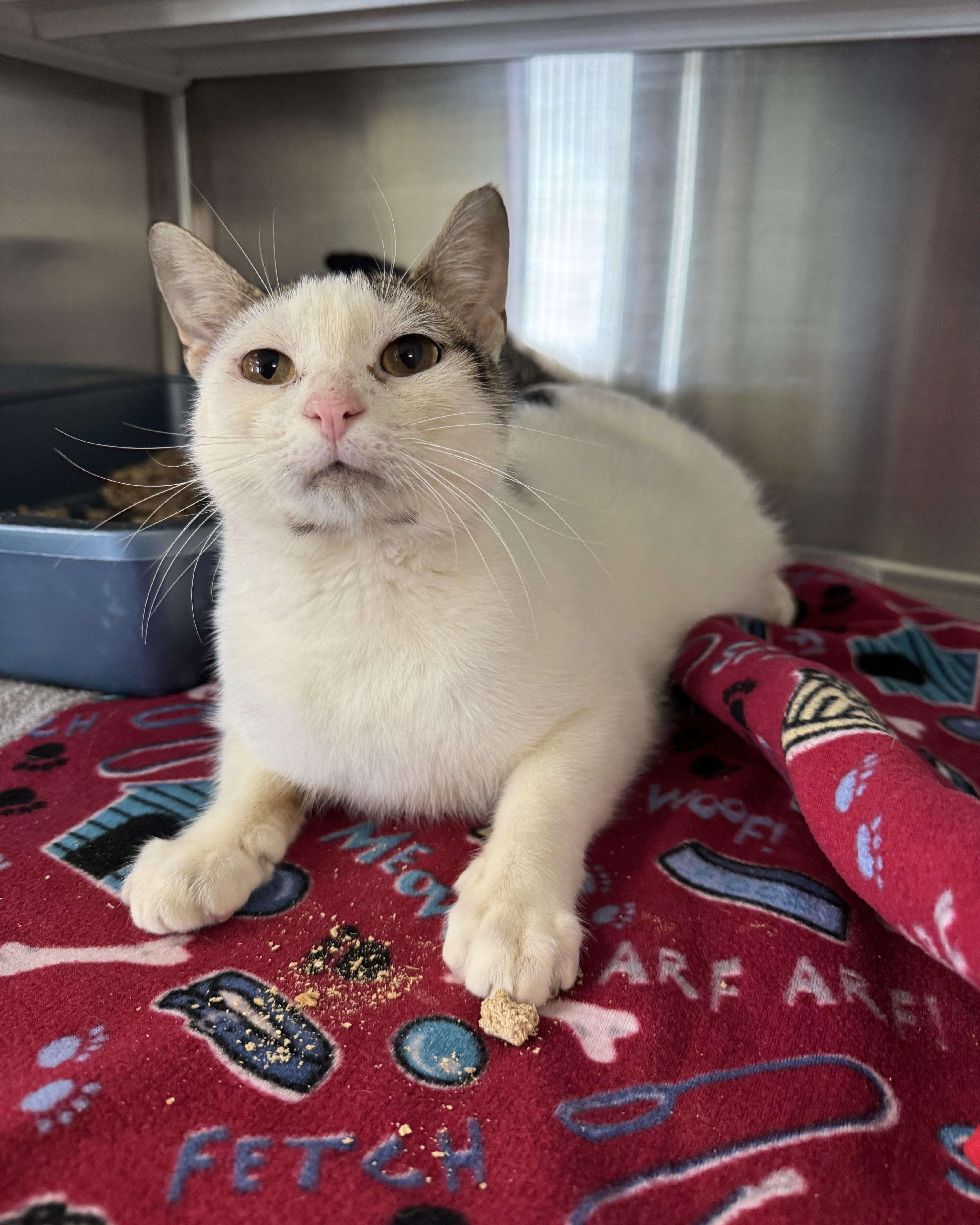 A young medium-sized male White Domestic Short Hair cat named Samson for adoption in Seneca, PA