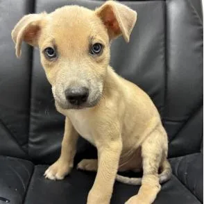 A baby small-sized female Yellow / Tan / Blond / Fawn Shepherd dog named Queen for adoption in South Elgin, IL