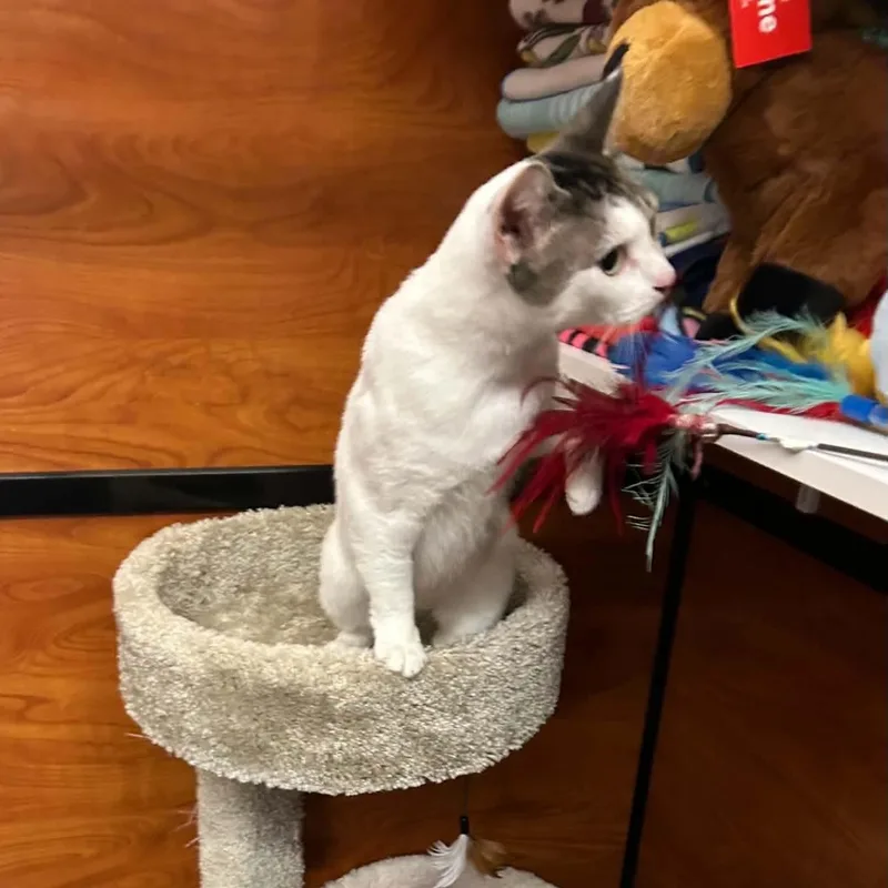 An adult medium-sized female White Domestic Short Hair cat named Uno for adoption in Gladstone, OR