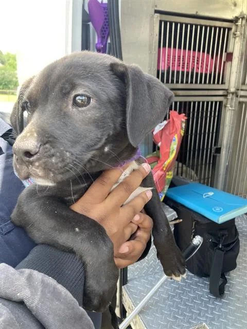 A baby large-sized female Mixed Breed dog named Leni for adoption in Dallas, TX