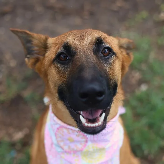 A young medium-sized female Belgian Shepherd / Malinois dog named Baby for adoption in San Antonio, TX