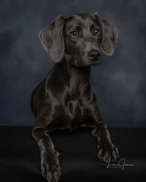 A baby large-sized female Weimaraner dog named Felicity for adoption in Cullman, AL